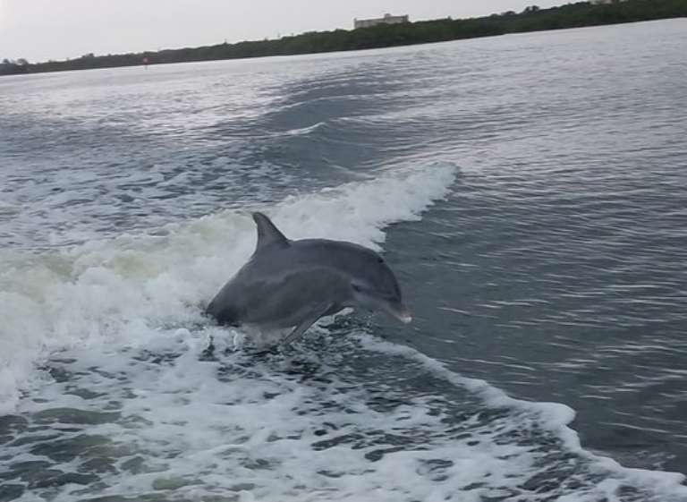 Suncoast Adventure Tours and Charters