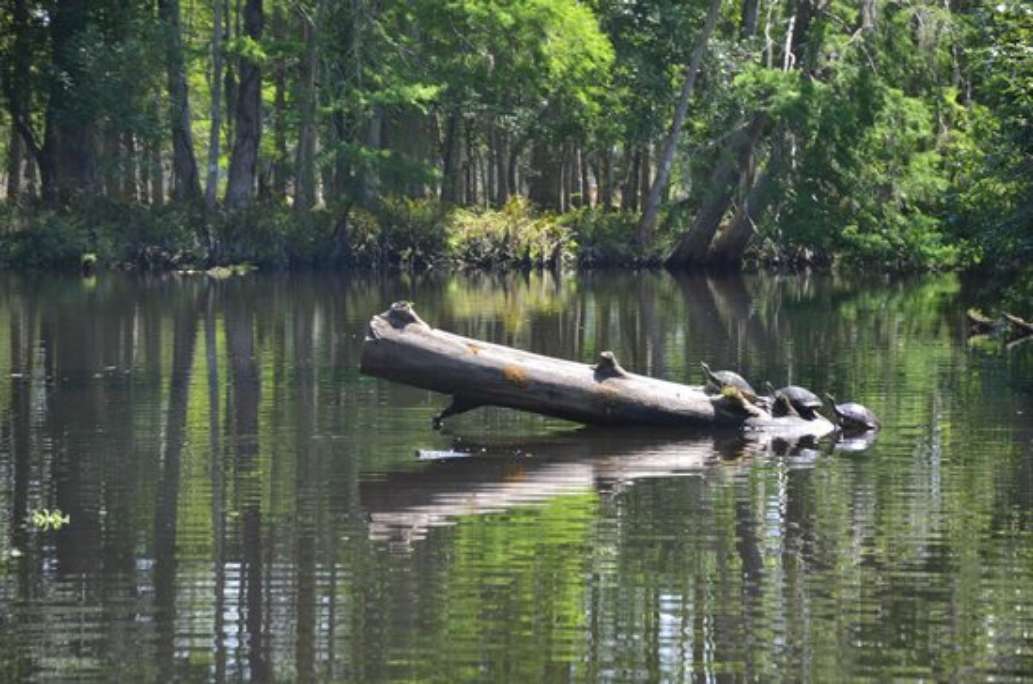 Airboat Wildlife Adventures