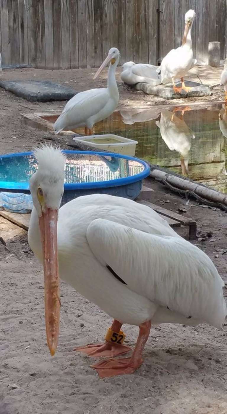 Seaside Seabird Sanctuary