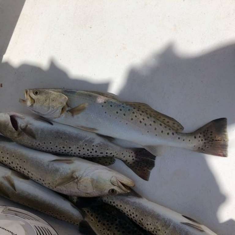 Native Attitude Fishing Charters