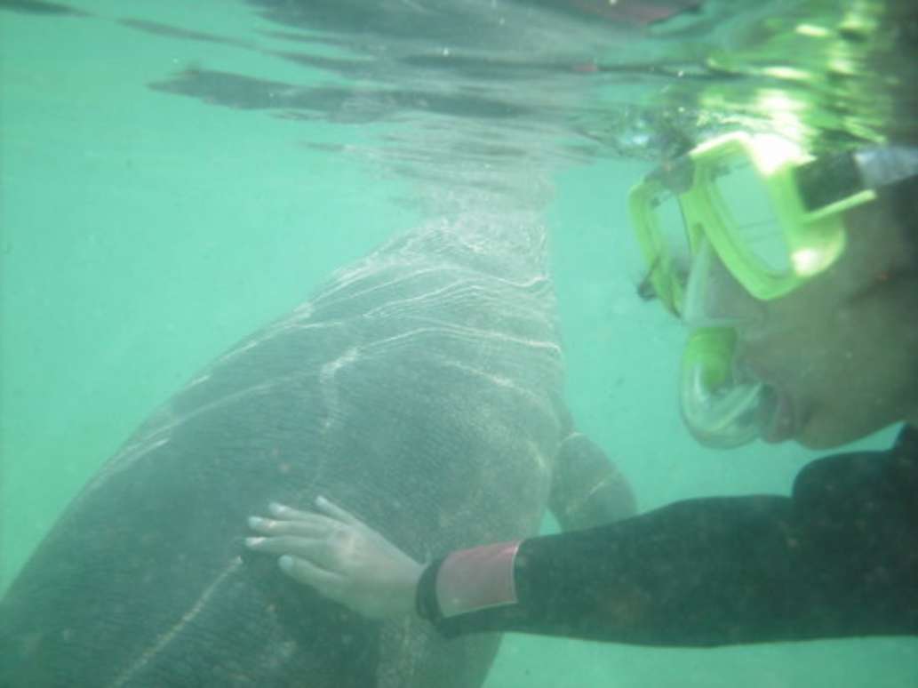 Florida Dolphin Tours
