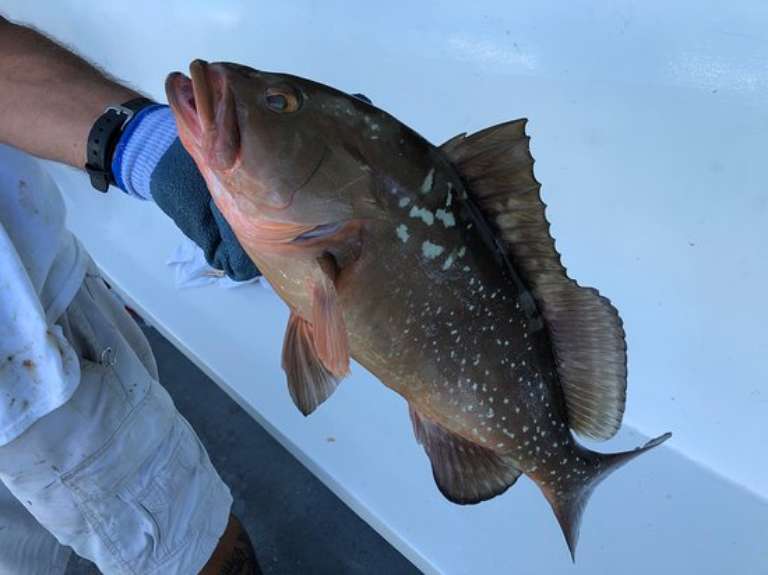 Marathon lady party boat fishing