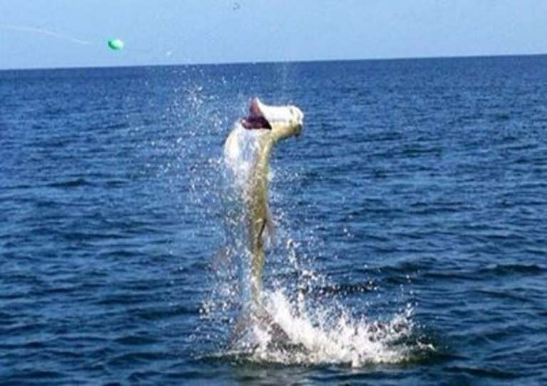 Reelfishing Charters