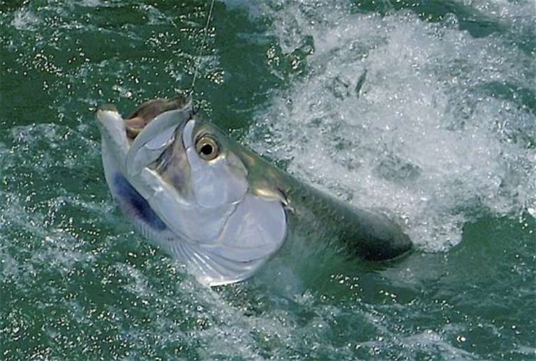 Reelfishing Charters