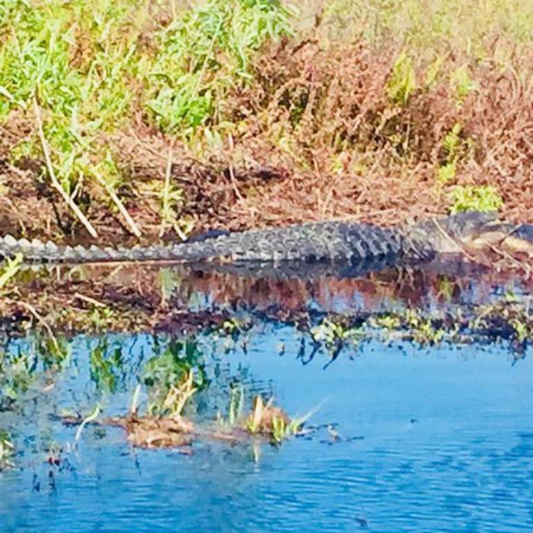 Big Toho Airboat Tours