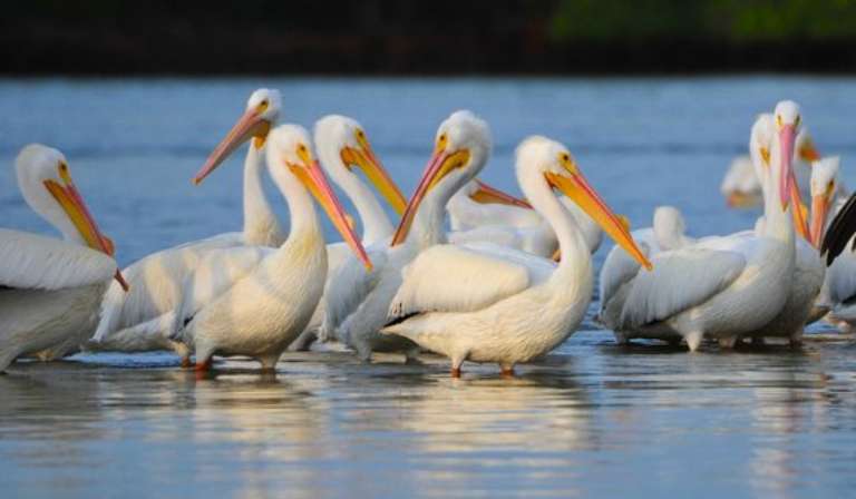 Gulf Coast Limited Fishing Charters