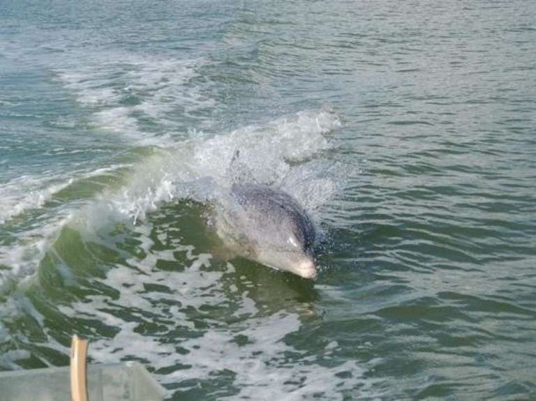 Marco Island Boat Tours