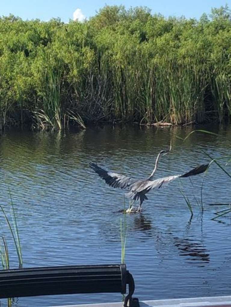 Fort Lauderdale Airboat Rides