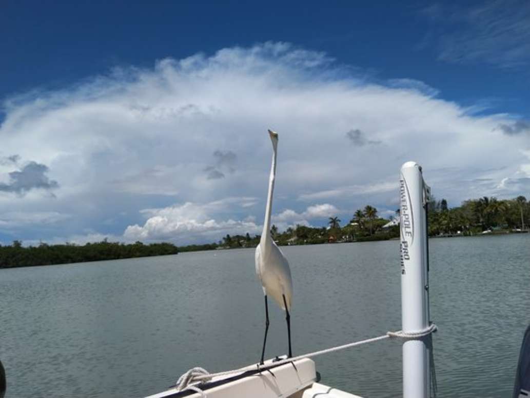 Barefoot Charters