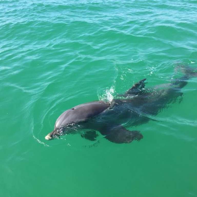 Sanibel & Captiva Fishing Charters