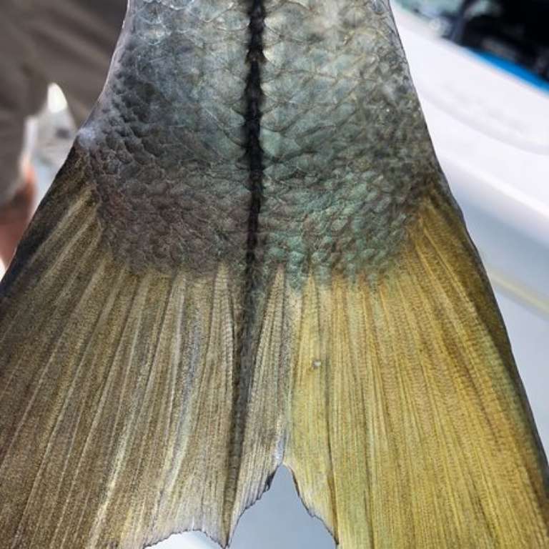 Captain Will Geraghty The Grand Slam