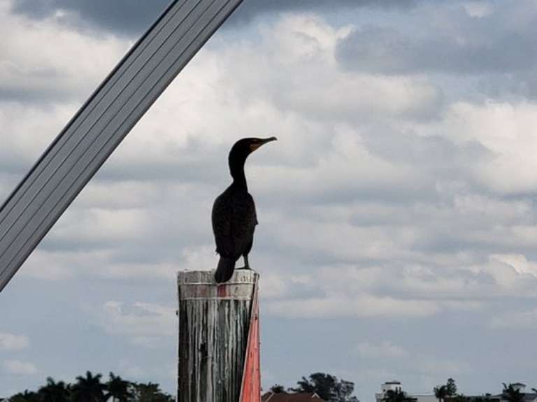 Fort Myers Beach Sea and Sun Rentals
