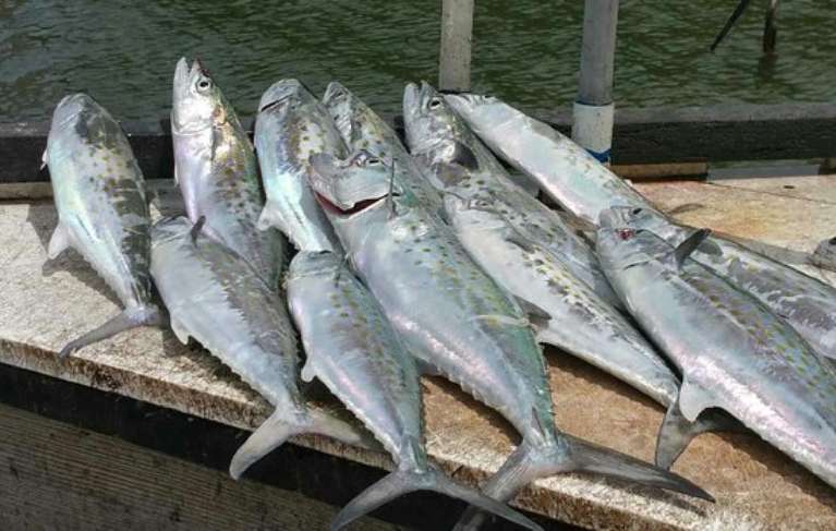 Jammin Fishing Charters