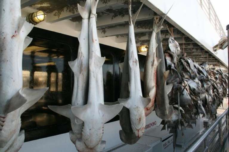 Williams Party Boats