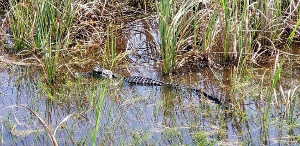 Blackwater Airboat Tours