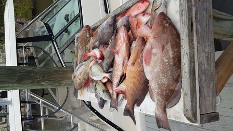 Captain Ed Nichols, Naples Fish