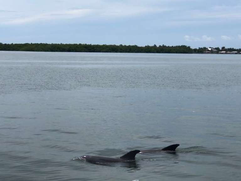 Adventures In Paradise