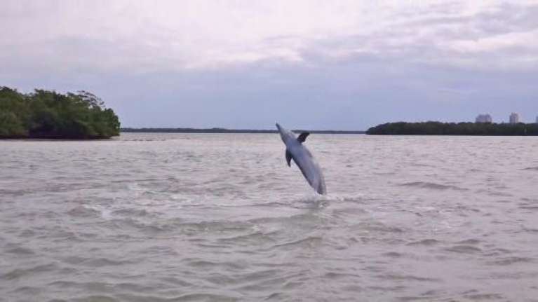 SW Florida Fishing & Eco Adventures, llc