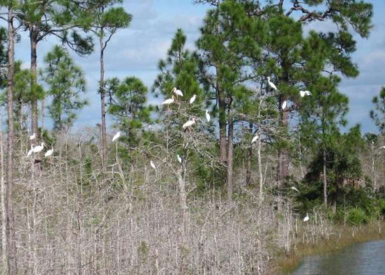 Big Cypress Swamp Tours