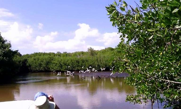Mangroveman Charters