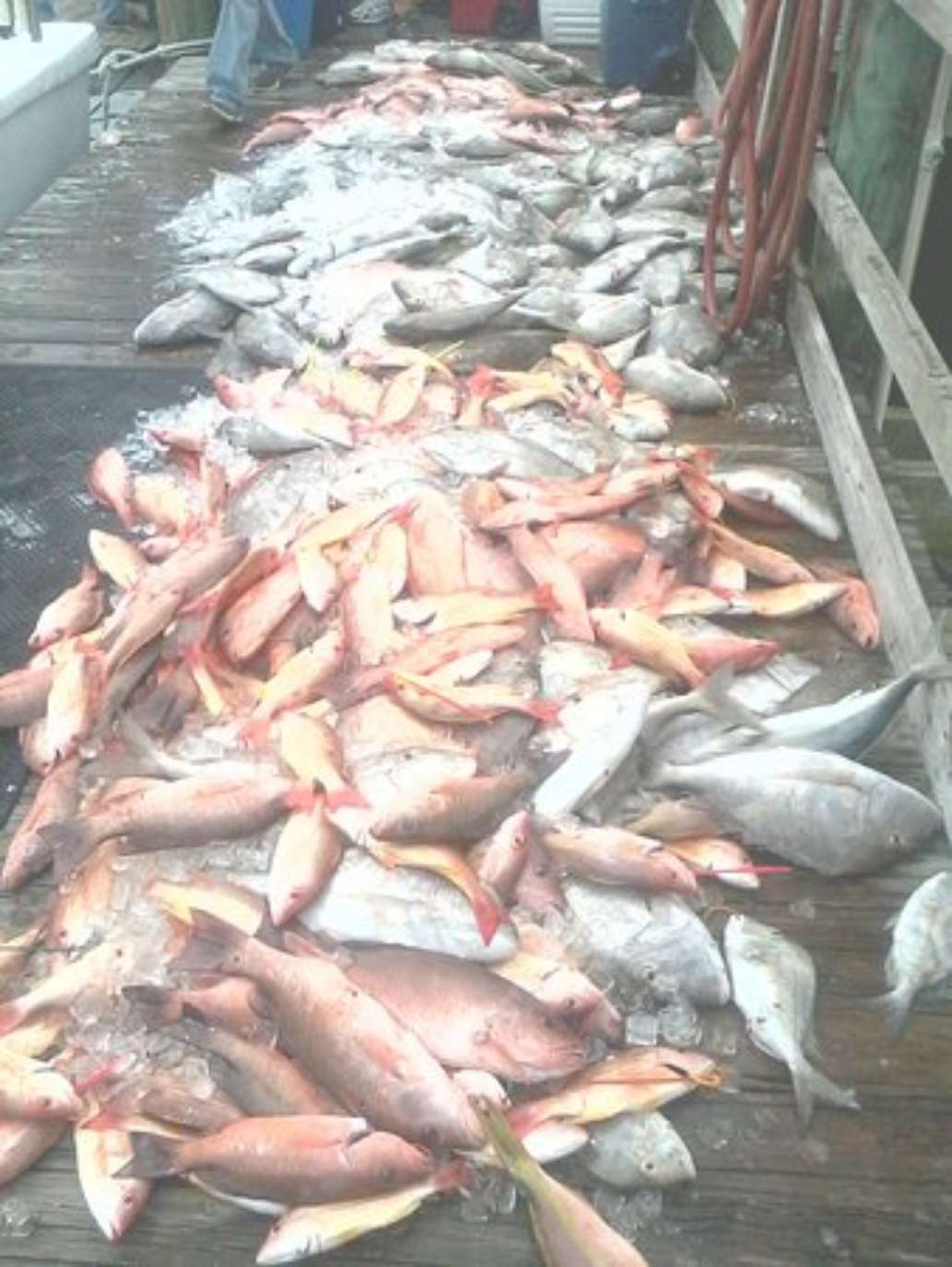 Sea Trek Fishing