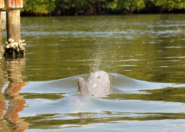 Pine Island Paradise Paddling Day Tours