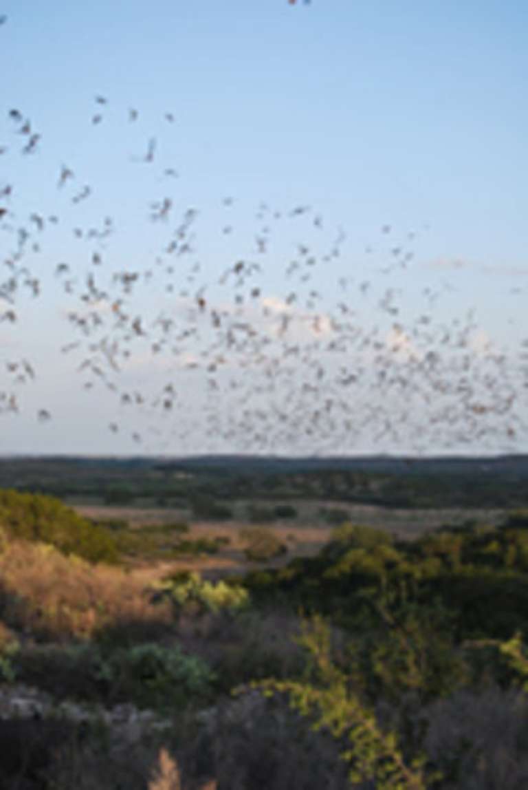 Frio Bat Flight Tours