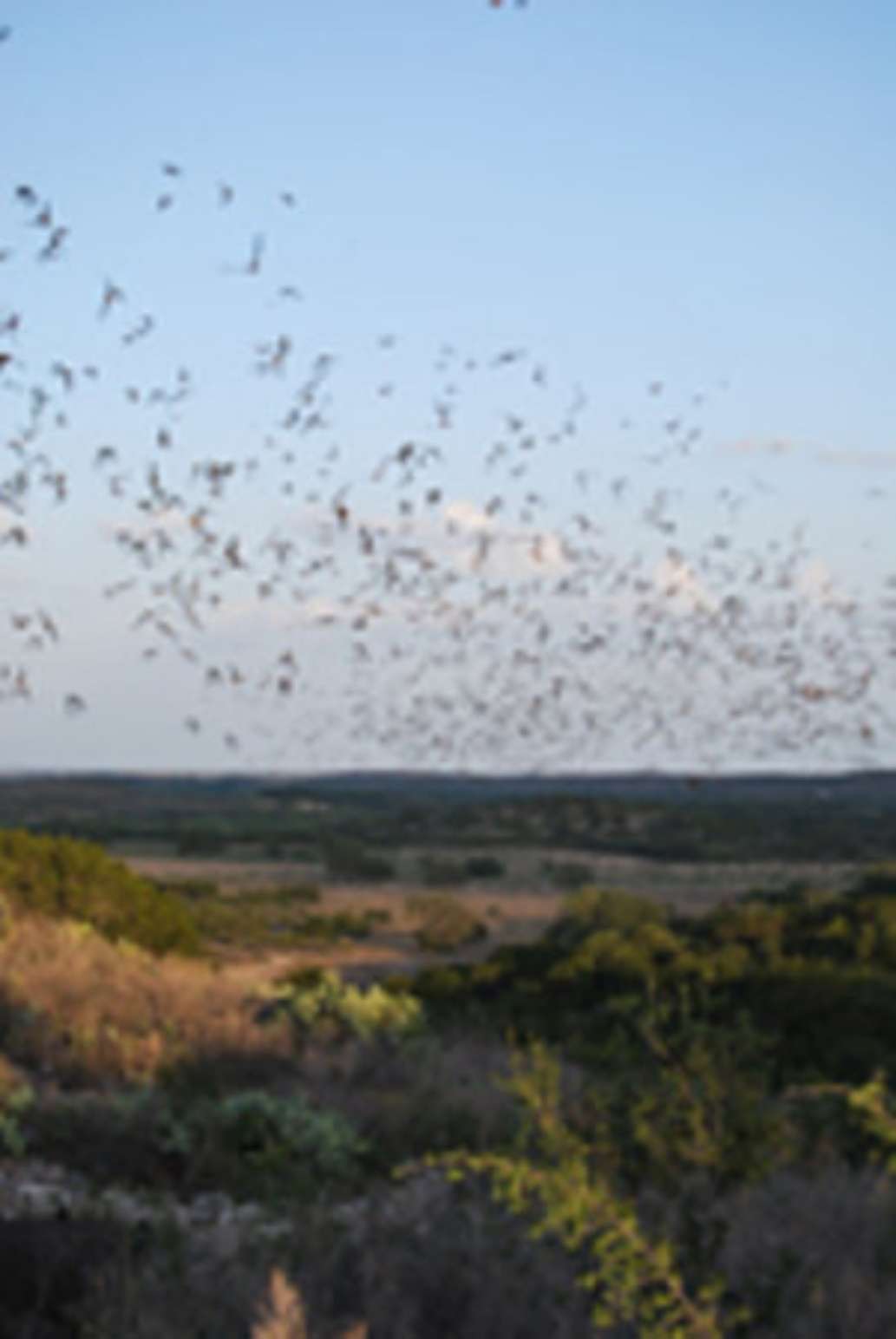 Frio Bat Flight Tours