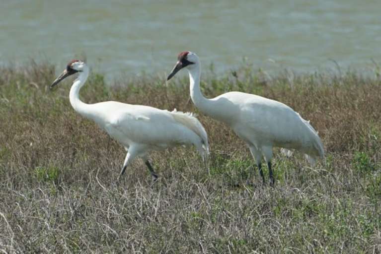 Whooping Crane Boat Tours - Wharf Cat