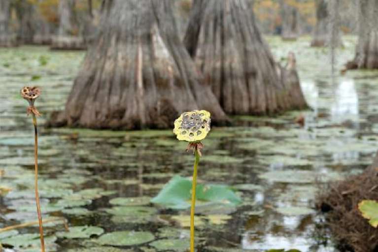 Billy Carter's Go-Devil Tours