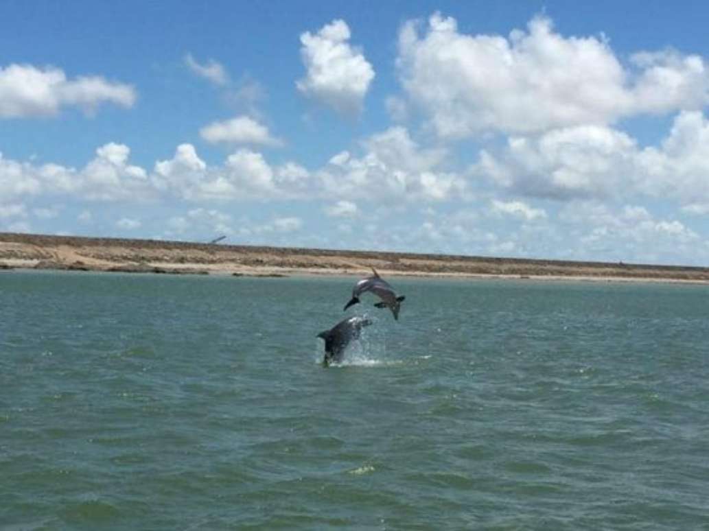 Fins to Feathers