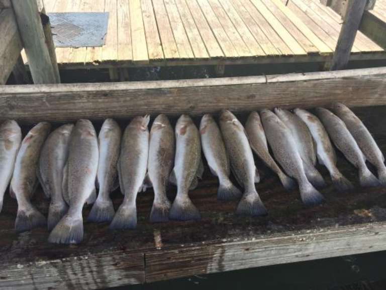 Capt. Jorge Flores Fishing Guide