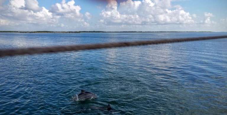 Kohootz Dolphin Encounters