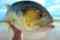 Padre Island Expeditions, LLC