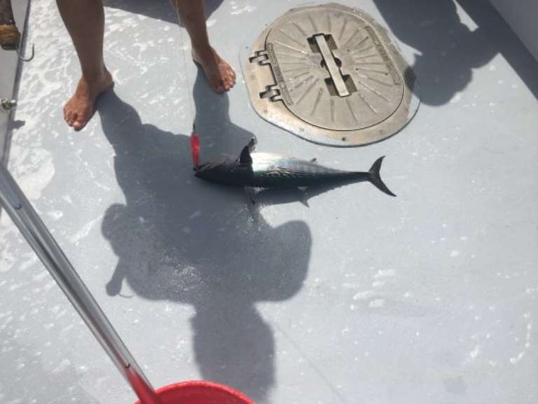 C-Rose Charters - Day Charters