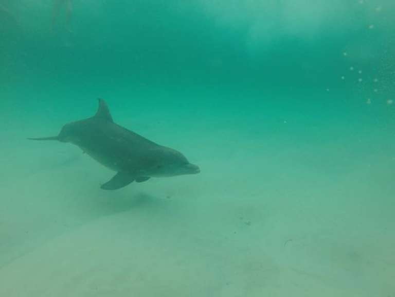 Flippers Dolphin Tours