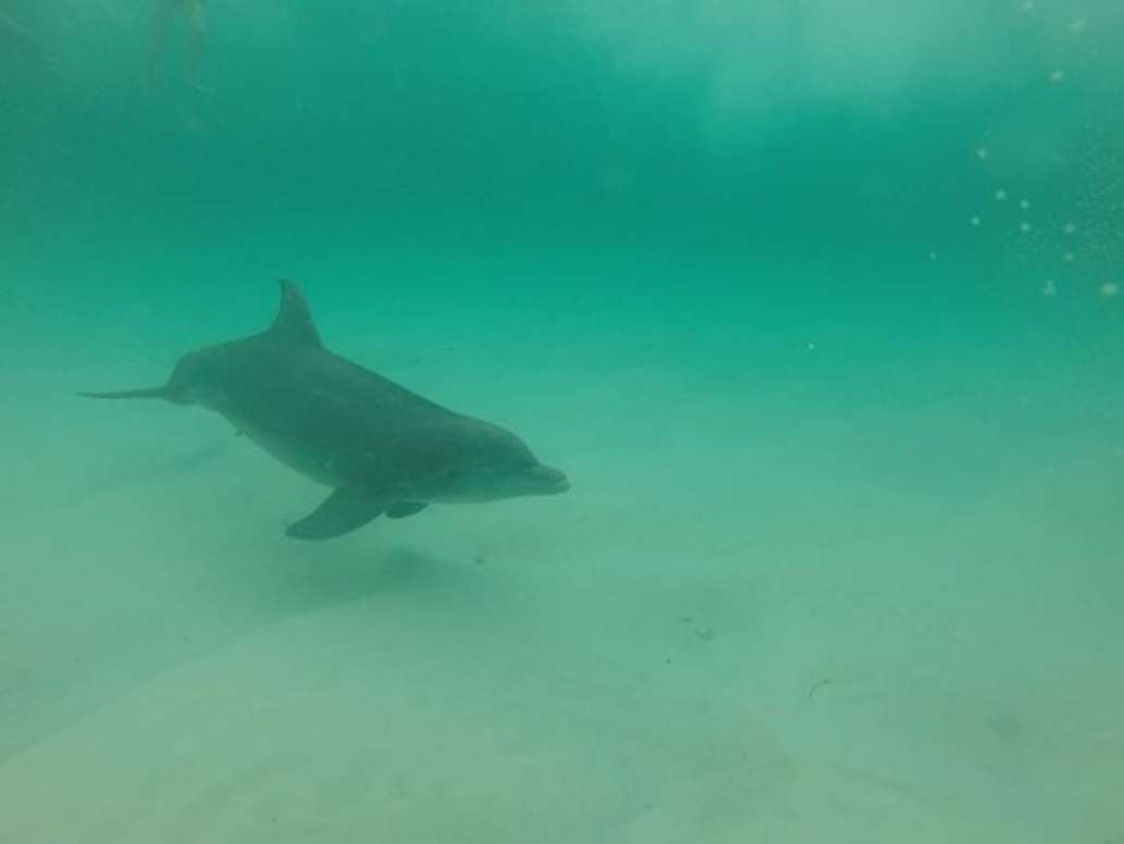 Flippers Dolphin Tours