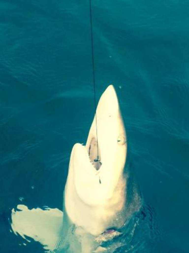 Alabama Fun FIshing Charters