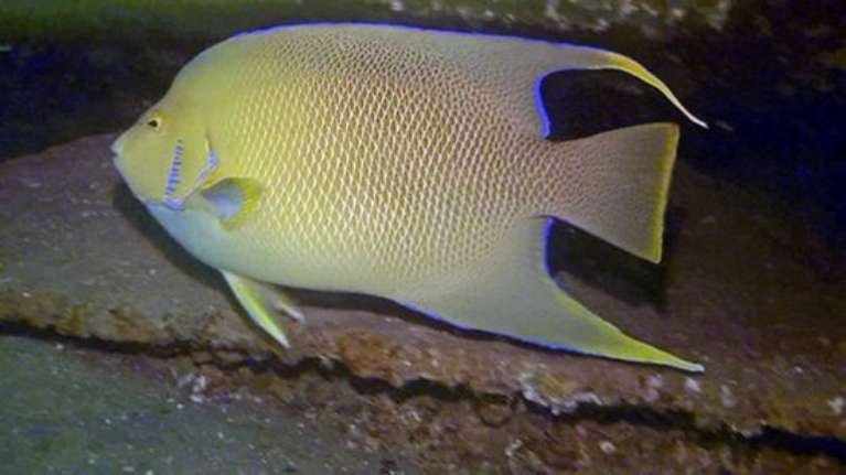 Panama City Dive Center