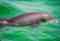 Olin Marler Fishing and Dolphin Cruises