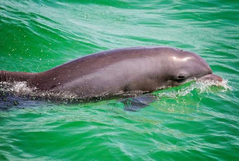 Olin Marler Fishing and Dolphin Cruises