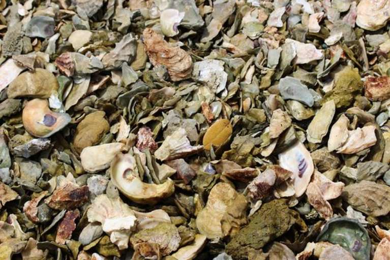 Florida Everglades Charter Adventures