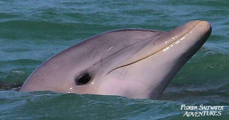 Florida Saltwater Adventures