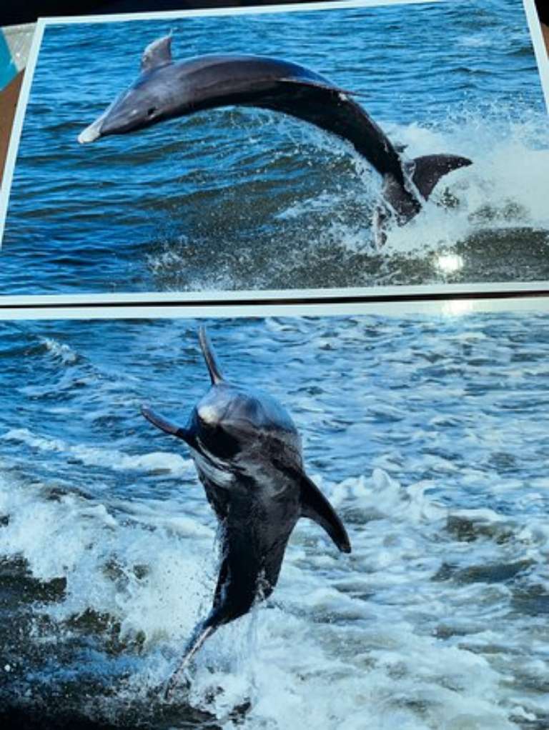 The Dolphin Explorer