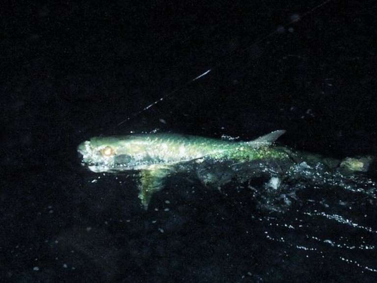 Knot Nancy Fishing Charters