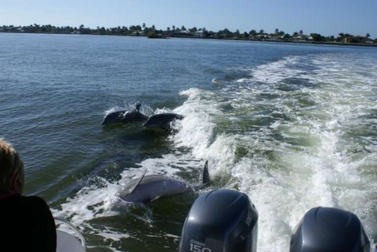 Sea Shell Boat Tours