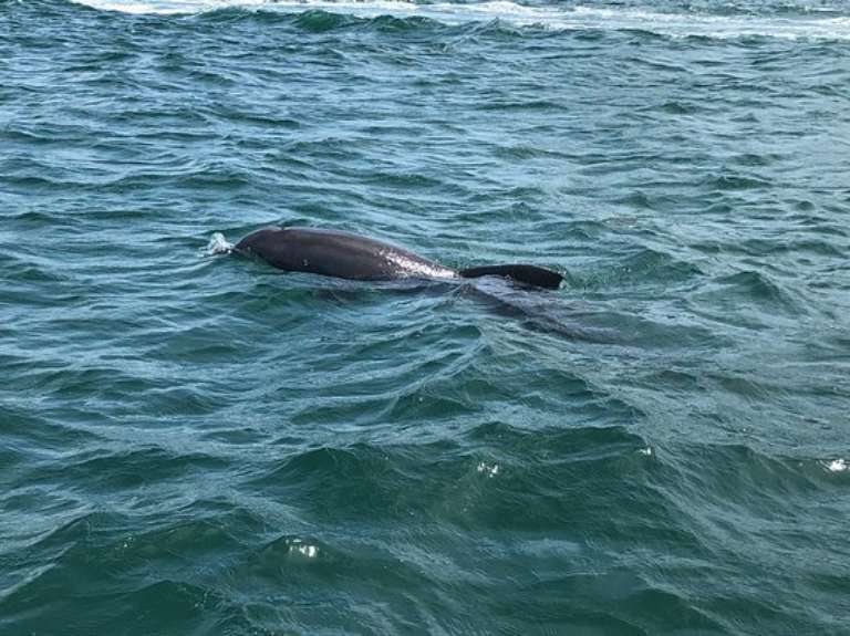 Sail Away Boat Tours