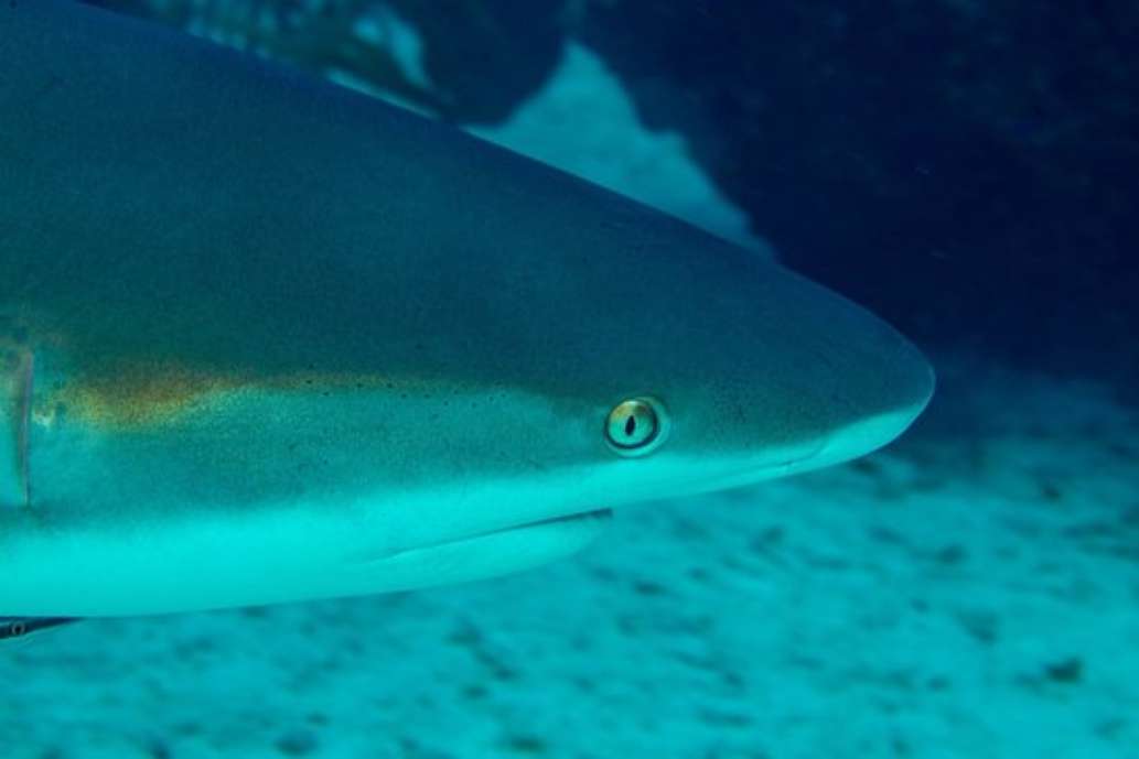 Grand Bahama Scuba
