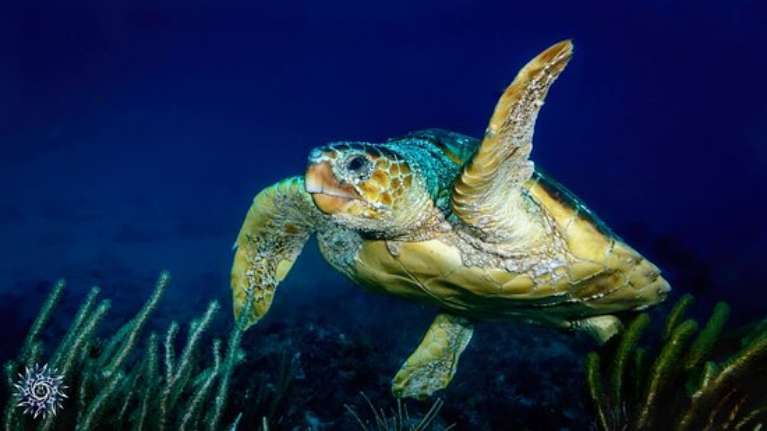 Jupiter Scuba Diving