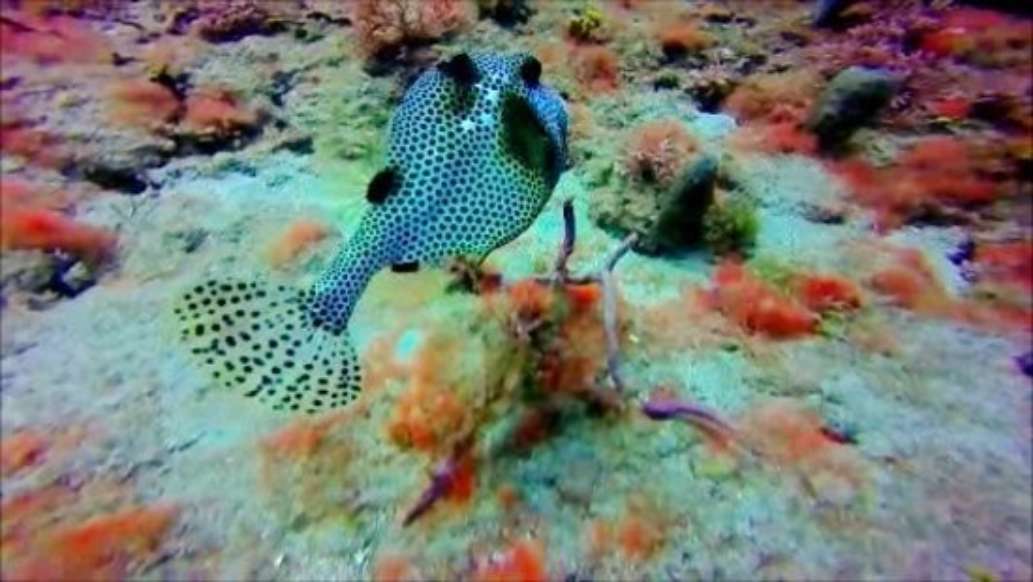 Ocean Quest Scuba